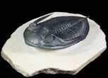 Large, Zlichovaspis Trilobite - Atchana, Morocco #46279-1
